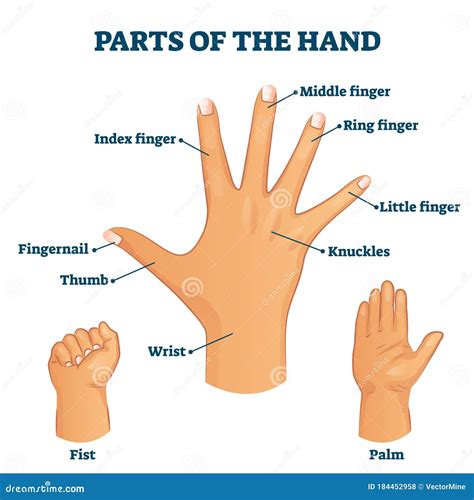 parts of the hands names.